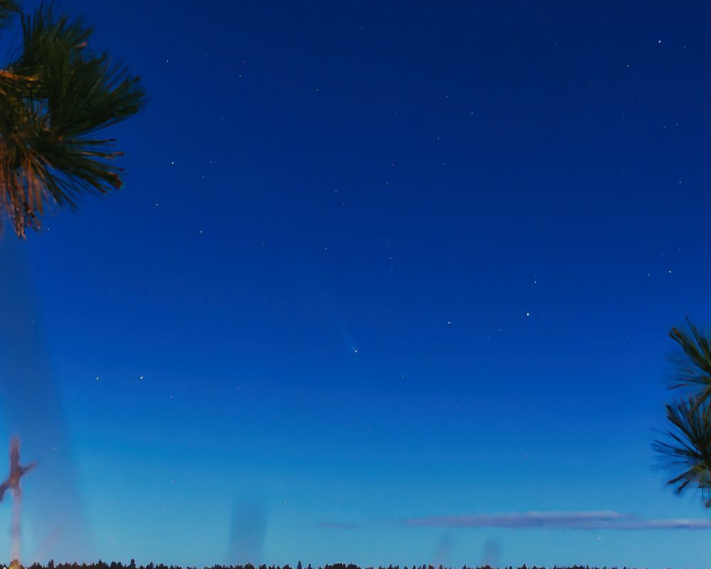 Zoomed-in photo of the comet in the center of the image. There are some pine branches on the side and some blurry grass at the bottom. Stars fill the center with a blue gradient.