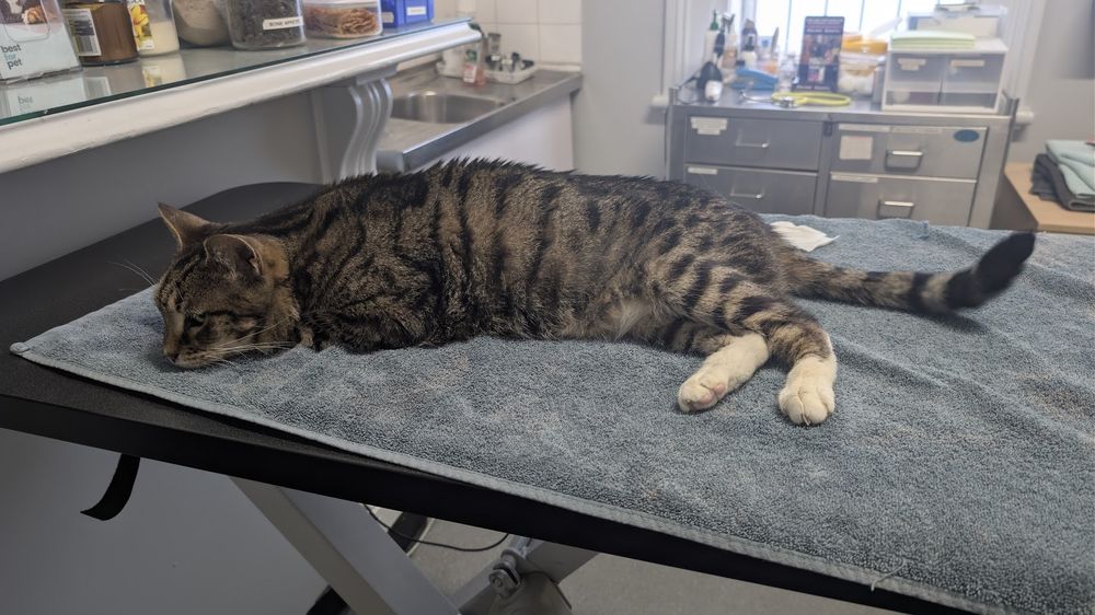 Ratchet, a tabby cat, is very relaxed at the vet, in this photo he's nearly asleep on the examination table