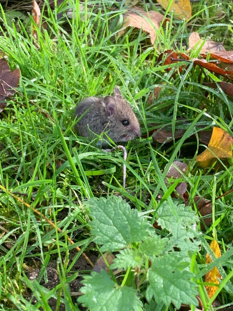 Photo du mulot dans les herbes 