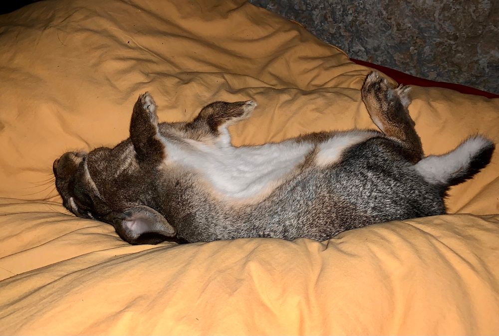 Photo de Thorti le lapin, il dort sur le dos, les 4 pattes en l’air, sur la couette jaune. Avec le flash la photo est horrible, on dirait qu’il est mort. Mais non, promis.
