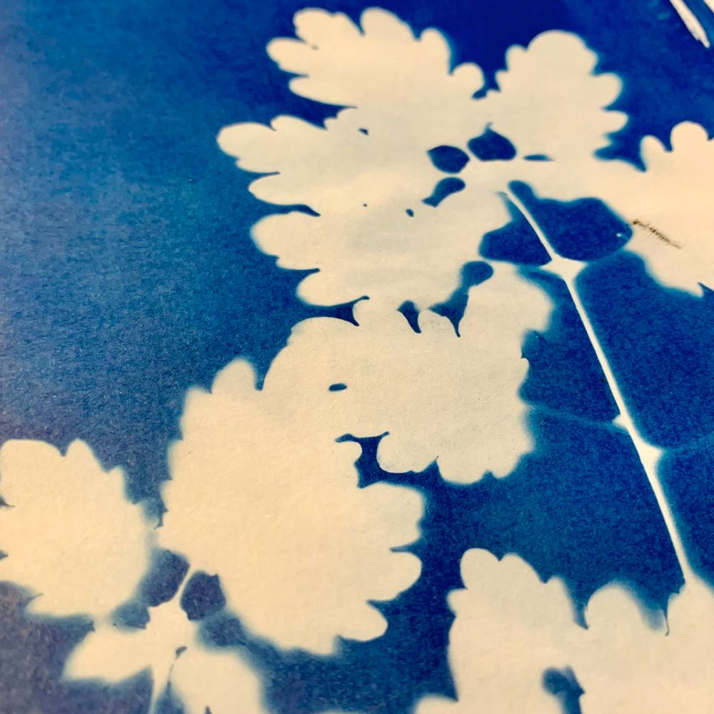 Cyanotype de feuilles de chélidoine