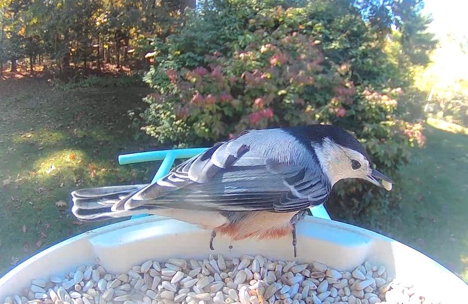 Red-breasted Nuthatch in profile on backyard feeder