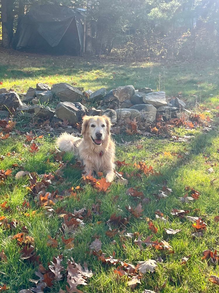 A 9-year-old Golden Retriever rests on a lawn surrounded by autumn leaves on a sunny day and smiles at the camera