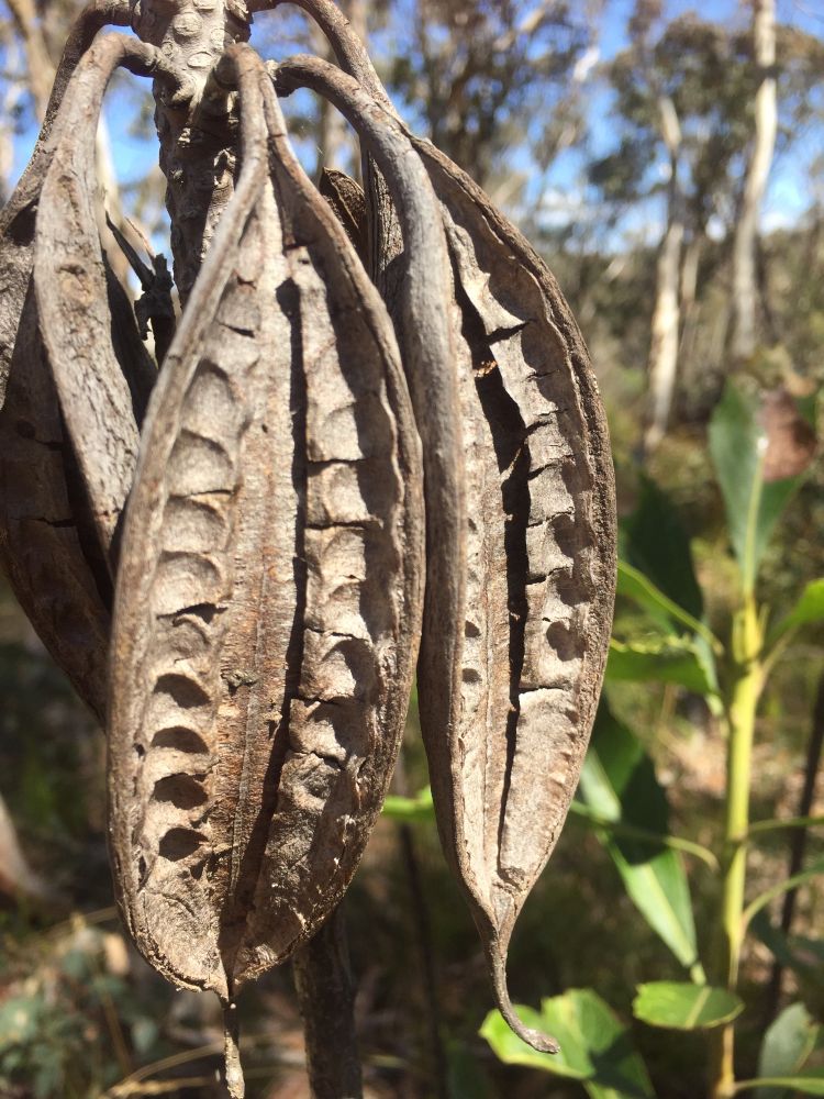 Cluster of dried Waratah seed pods in the bush at Blackheath NSW. Seeds have long since dispersed 