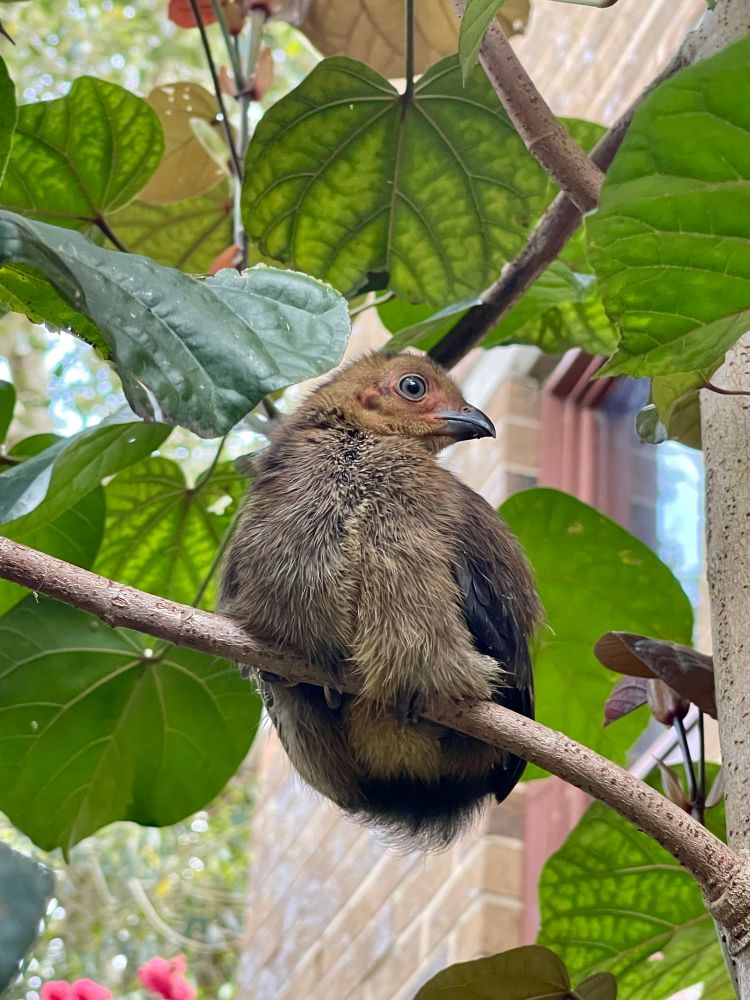 Newly hatched brush turkey chick resting in a small shrub after digging its way out of the mound
