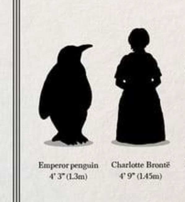 An image probably taken from some kind of textbooks that has silhouettes of an Emperor penguin and novelist Charlotte Brontë. The emperor penguin is 4'3" (1.3m) and Charlotte Brontë is 4'9" (1.45m). A mere six inches separates the two.