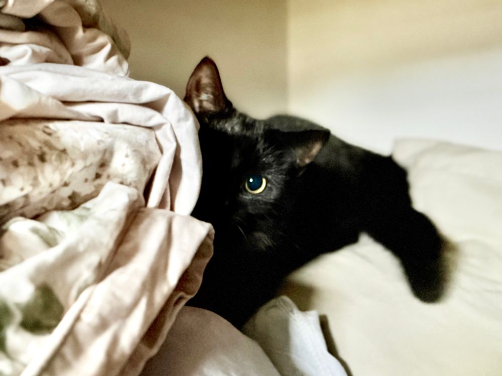Luna hiding in the hot press – Only one bright golden eye and part of a black ear are visible as Luna peers out from a pile of soft, crumpled bedsheets.