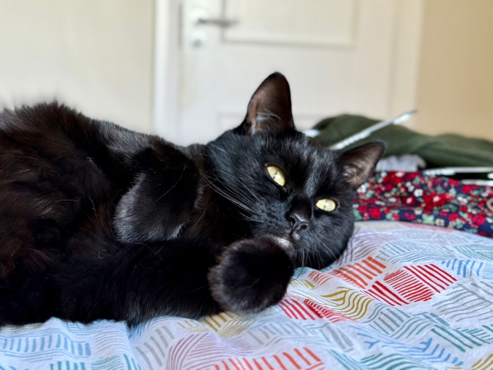 A black cat - called Luna - lounges comfortably on a patterned bedspread, gazing calmly into the distance. Its golden eyes and glossy fur stand out in the natural light, with a paw curled up near its chin and colourful clothes softly blurred in the background.
