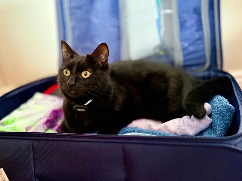 Luna in suitcase
A sleek black cat with golden eyes, wearing a round black and white collar tag, lounges comfortably on folded towels inside an open navy suitcase. The suitcase is neatly packed, with the cat nestled contentedly among clothes.