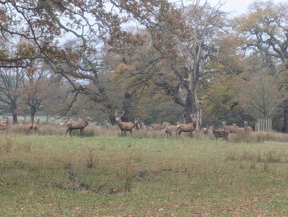 Stags and does, oaks, autumn colours, grey sky.