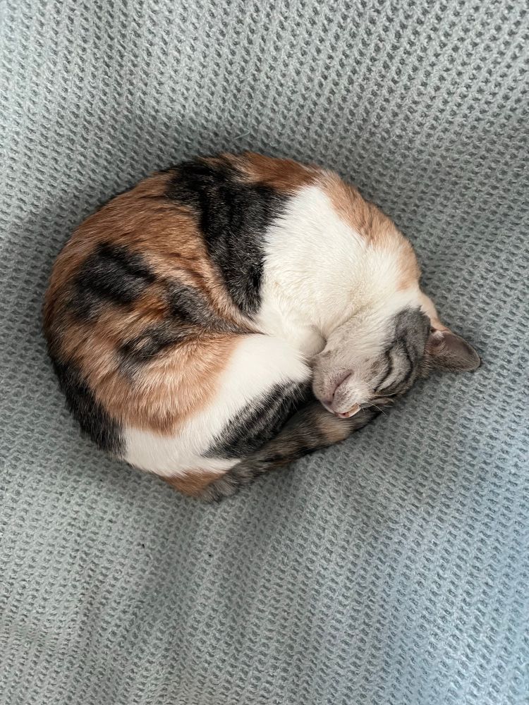 a calico cat curled up on a blanket