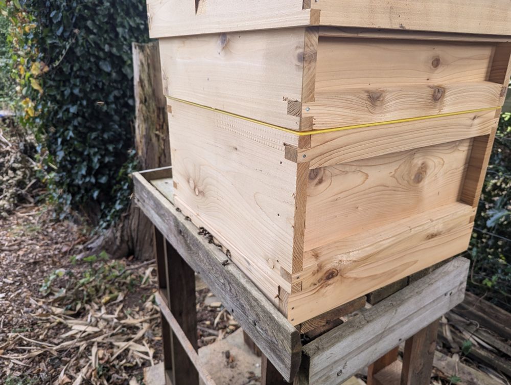 A bee hive, with lots of bees coming and going