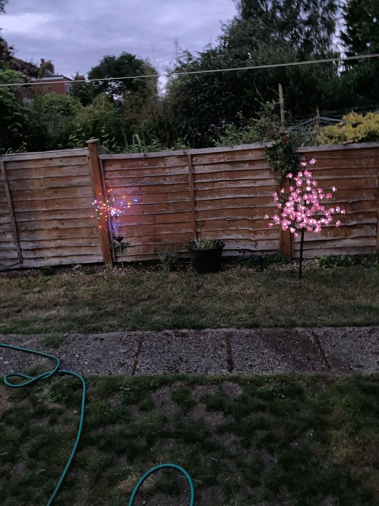 Light-up pink cherry tree and smaller coloured firework-style lighted ornament in the dark in à garden, some grass and à tatty fence. 