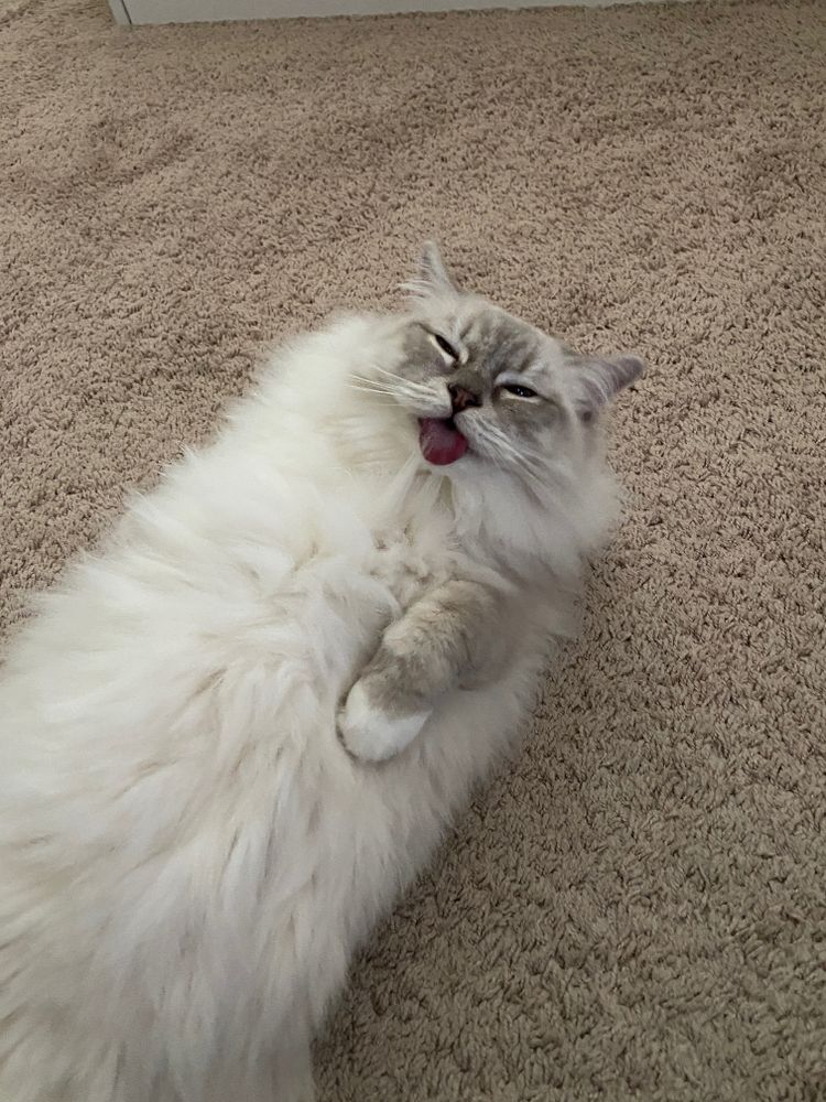 cat looks like an otter