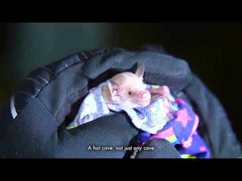 The Unique Flower Bat of Jamaica: One of Nature’s Rare and Fascinating Species