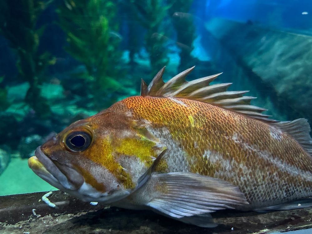 orange fish