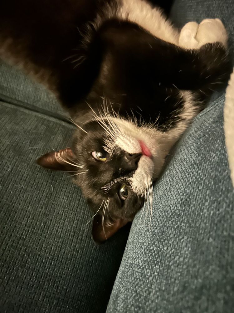Black and white tuxedo cat lying on a couch looking at the camera with his tongue half out. 