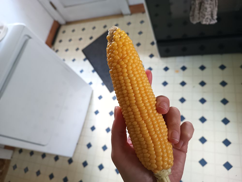 holding a shucked ear of golden yellow sweet corn