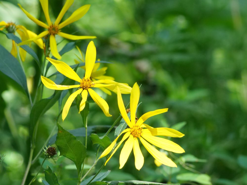 a group of large yellow flowers