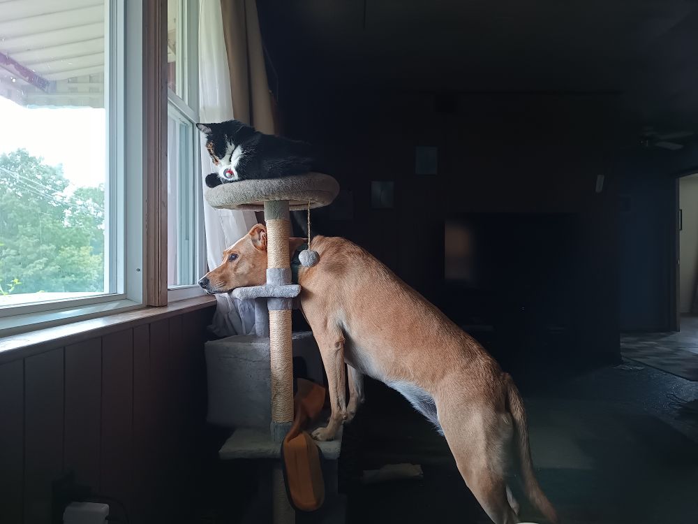 Elke the large tan dog is using Possum the calico cat's cat tree to lean on while gazing out the window.  she has her fore paws on one level and her head resting on the next level.  Possum is curled up on the top level and her tail is hanging off and brushing against Elke's ear on the side opposite the viewer 