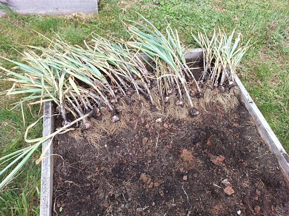 a whole butt load of garlic that I just dug up from a raised bed
