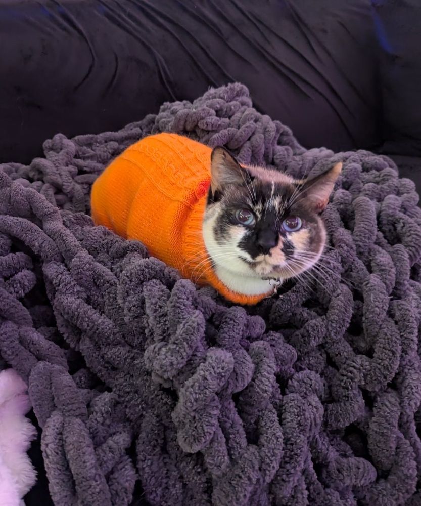 Cat in an orange sweeter 
