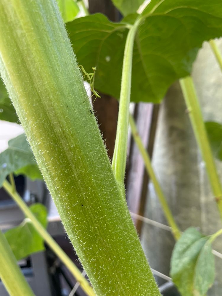 Baby praying mantis on a sunflower stalk.  Tiny ant that it will hopefully eat soon is adjascent to it.