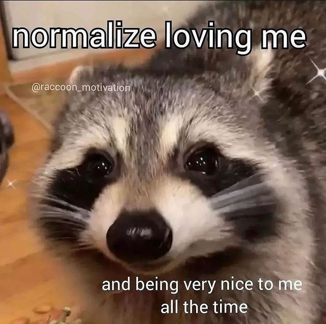 Raccoon looking into the camera 

Top text reads: normalize loving me
Bottom text reads: and being very nice to me all the time