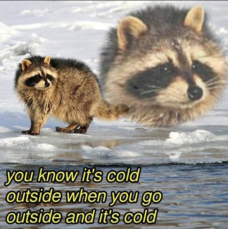 Raccoon meme that says you know it's cold outside when you go outside and it's cold