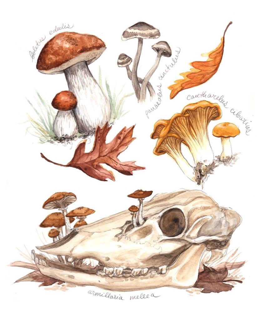 watercolor illustrations of porcini, chanterelle, and honey mushrooms on a white background with autumn foliage. the honey mushrooms are growing around and out of a deer skull. the mushrooms have hand-written scientific names beside them.