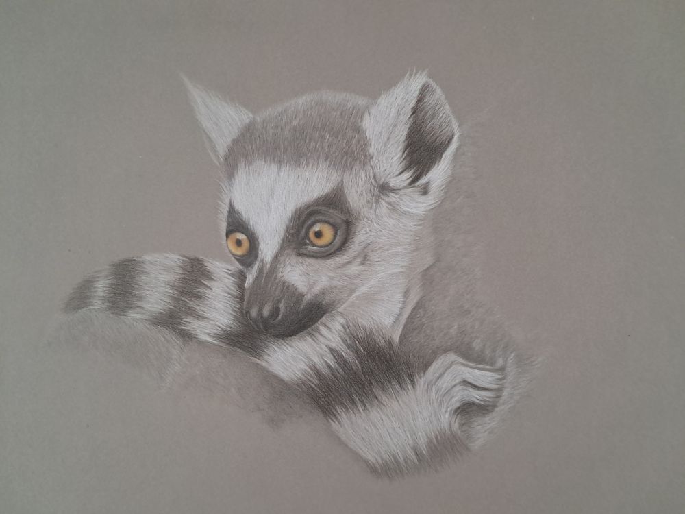 Coloured pencil drawing of a ring tailed lemur on warm grey paper. 
The lemur is holding onto mum's back with its tail under its chin. 
The head and face are complete with the yellowy orange eyes and the tailed around the face is complete with the black and white bands.
One hand poking out from u der the tailed gripping mum's back