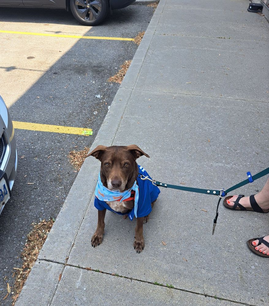 Front view of Hank (a medium sized brown dog) in a Blue Jays jersey