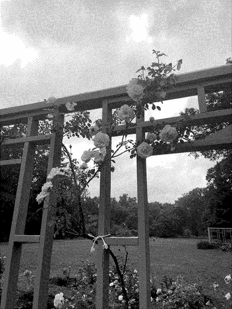 roses on a trellis against a moody sky
