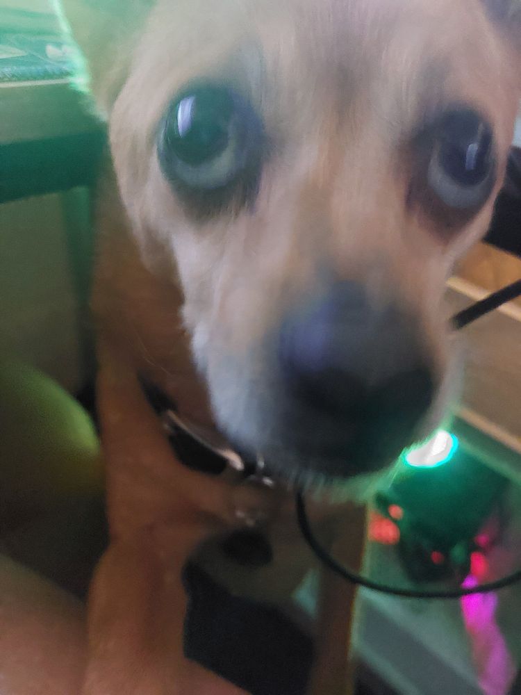 A slightly blurry image of my dog (pomeranian x fox terrier) staring at me in bug-eyed desperation with a paw on my arm
