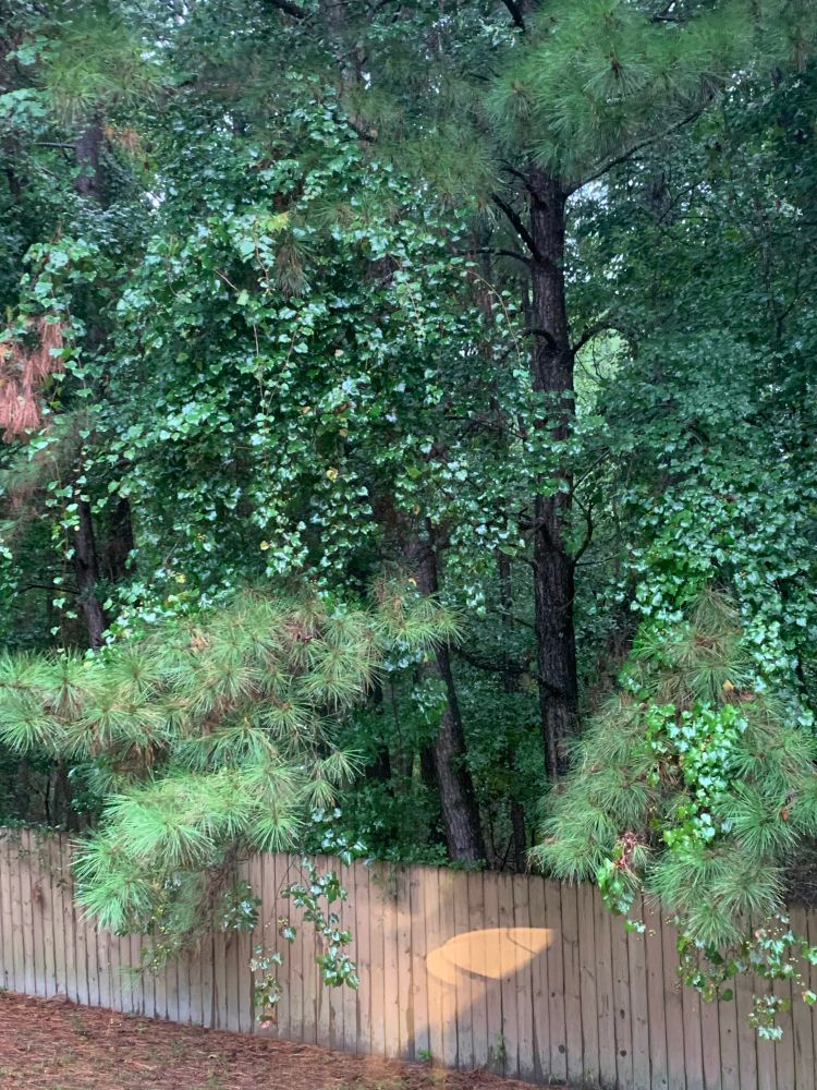 muscadine grape in long leaf pine