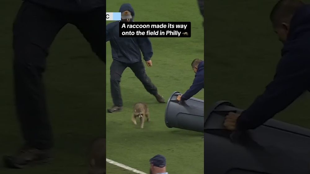 Philadelphia Union vs NYCFC was paused because a raccoon was on the field 😭