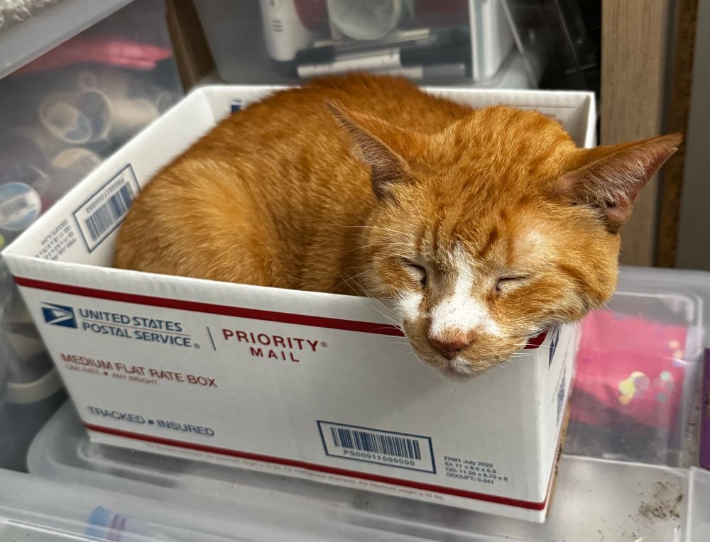 Orange and white cat curled up asleep in a cardboard box. 