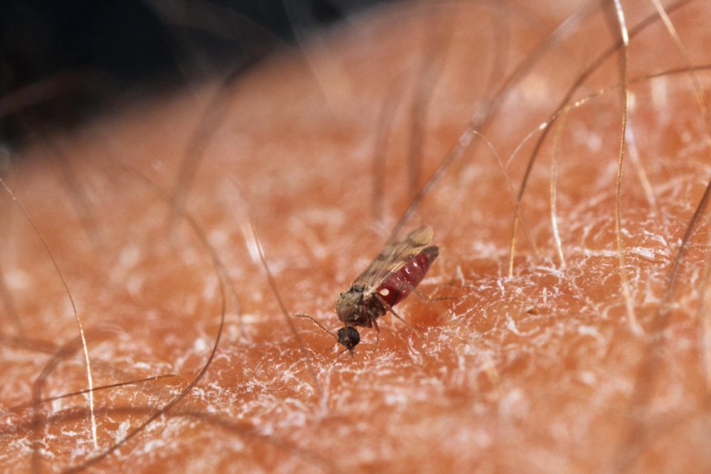 Gnitze aus der Gattung cullicoides. Quelle: Heiko Bellmann