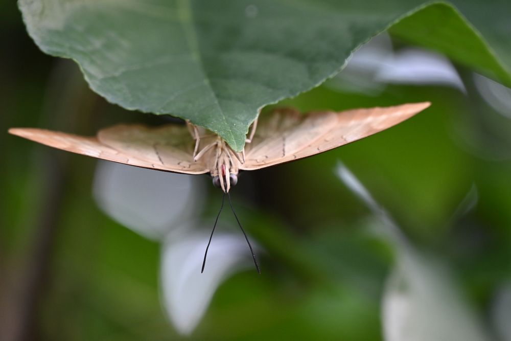 Schmetterling auf einem Blatt, Ansicht  auf die Unterseite des Schmetterlings, der Hintergrund ist unscharf