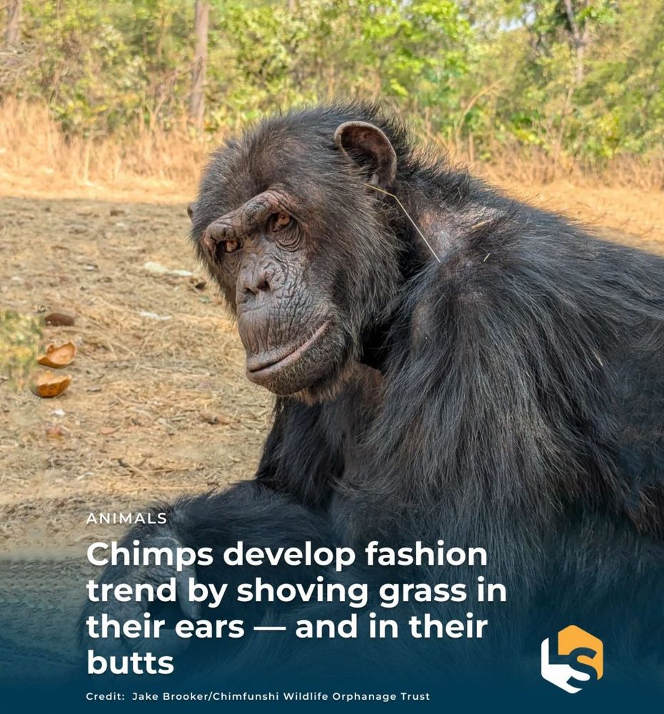 A monkey sitting on some land covered in dirt and dry grass. The image is from a news story with the headline: Chimps develop fashion trend by shoving grass in their ears — and in their butts. The monkey picture here has some dry grass sticking out of their ear. 
