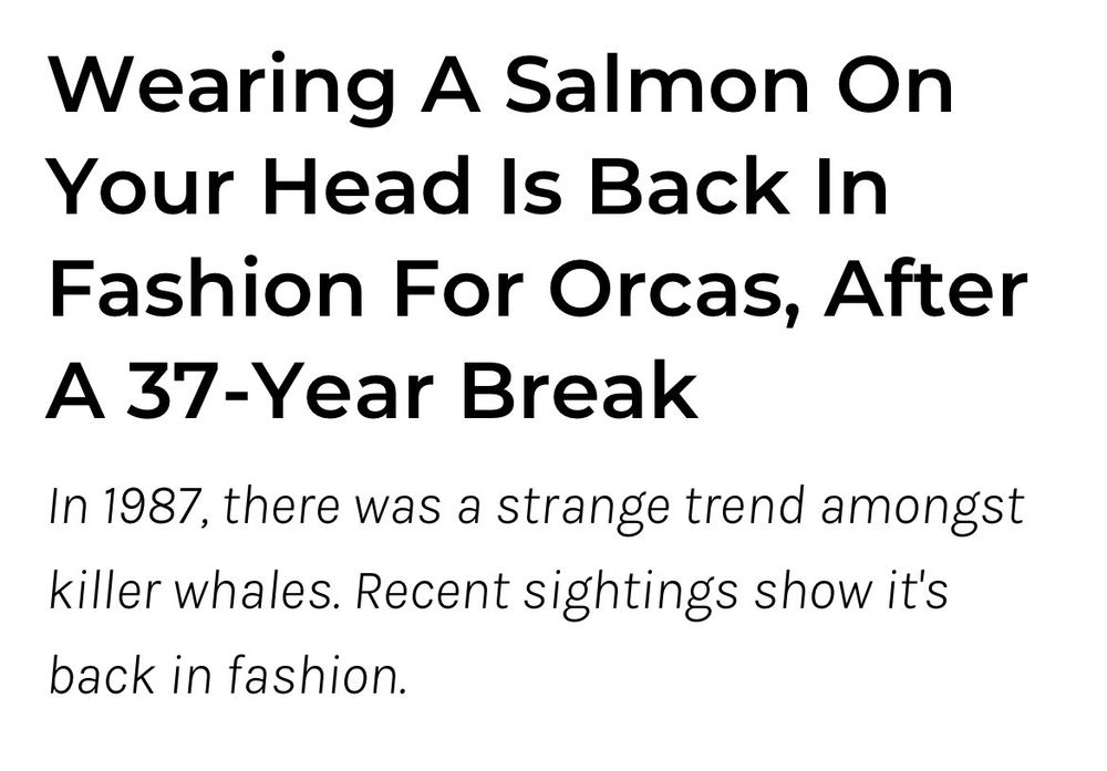 Headline reads: Wearing A Salmon On Your Head Is Back In Fashion For Orcas, After A 37-Year Break

In 1987, there was a strange trend amongst killer whales. Recent sightings show it's back in fashion.