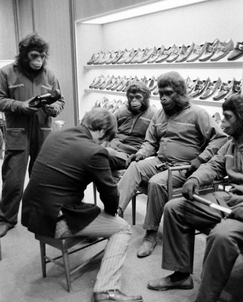 A black-and-white photo of the actors from the film Planet of the Apes. They are in their ape costumes but appear to be in a fancy shoe store. They are getting fitted in some nice shoes by a salesperson. 