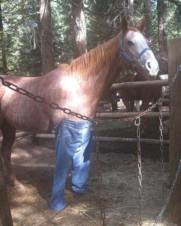 A horse in low-rise jeans. 