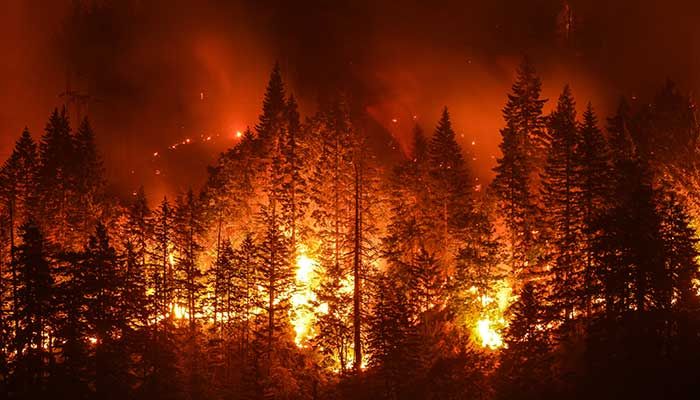 photo of a forest burning