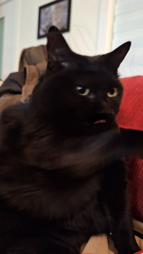 a blurry picture of the same cat, in the middle of grooming her paw.