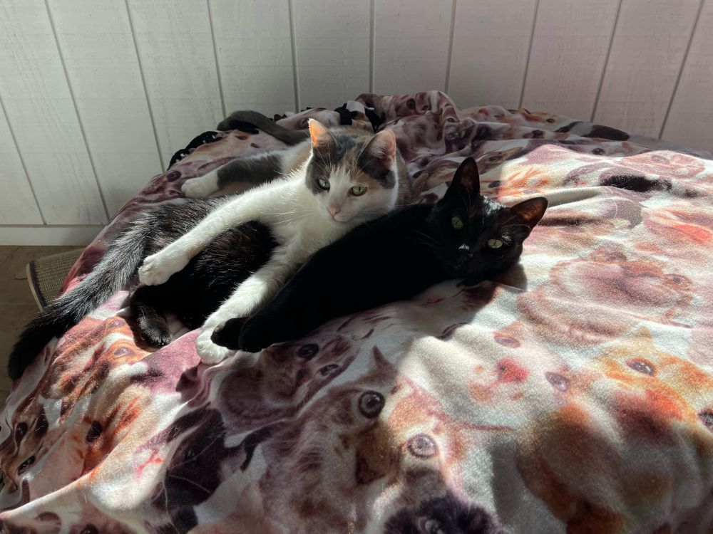 A calico cat laying on a black cat. Both are laying on a large bean bag chair covered with a cat blanket