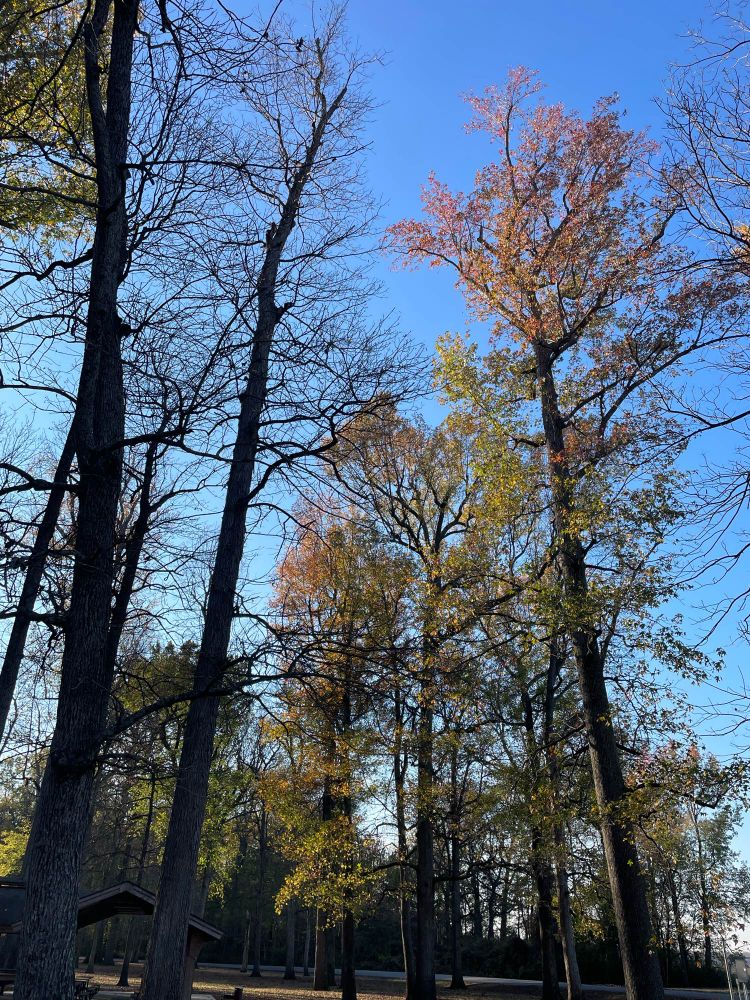 Sweetgum trees near a park shelter with red, orange, yellow, and green leaves from top to bottom