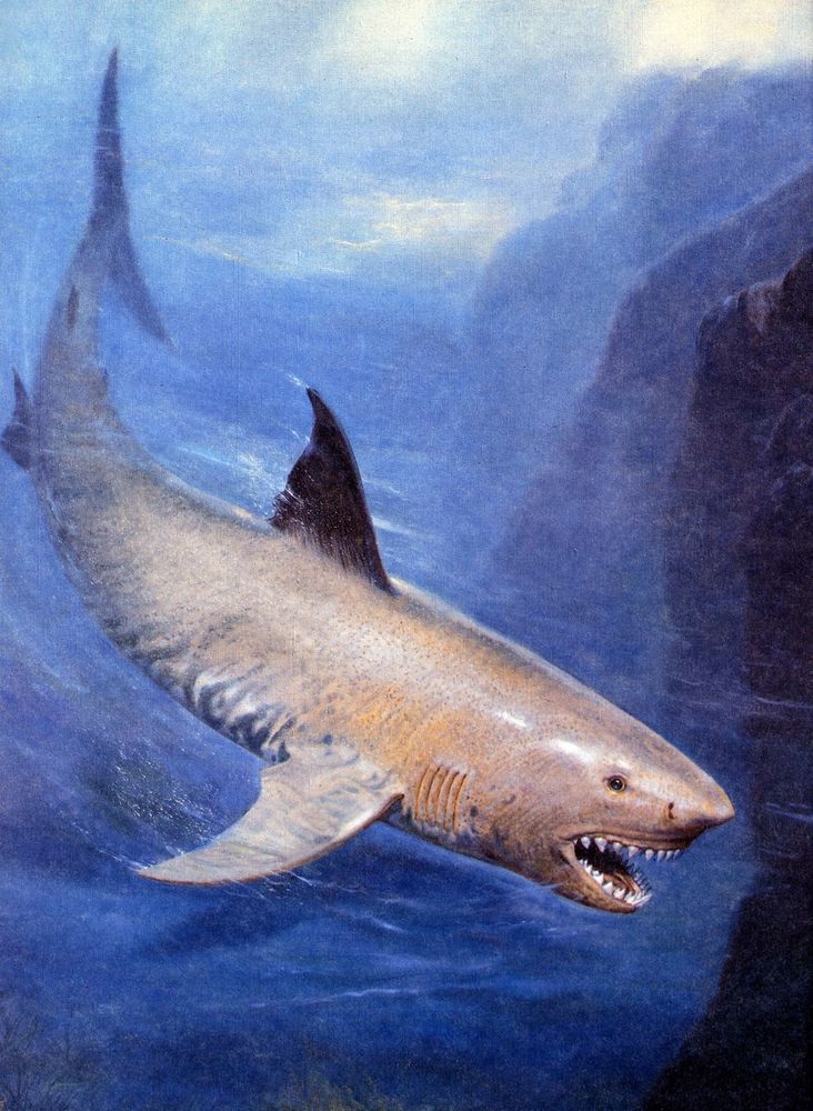 A orange-tinted megatooth shark with a waxy, whiteish skin and subtle black striping zooms through the water beside several dark rocky formations.