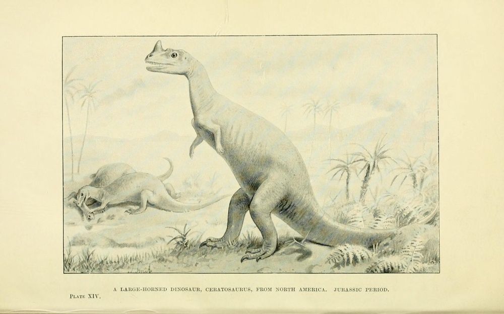 Vintage drawing of the horned predatory dinosaur Ceratosaurus, standing among ferns and other prehistoric-looking foliage. In the background, a second Ceratosaurus is attacking another dinosaur.