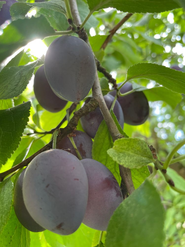 A cluster of eight purple plums are hanging on a thin woody branch surrounded by green leaves. The sun peeks through the leaves on the top left with blue sky on the right side. 